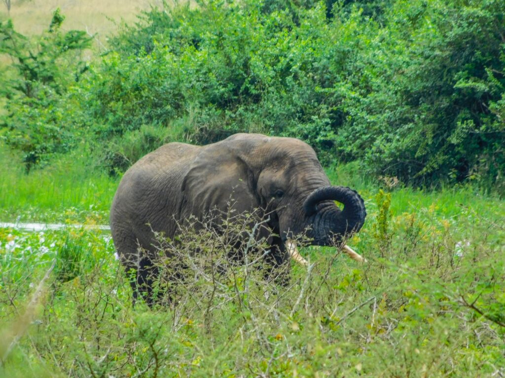 akagera national park